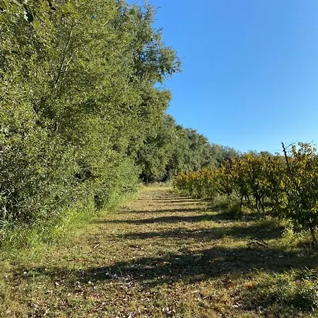 Rural Mas De L'illa *